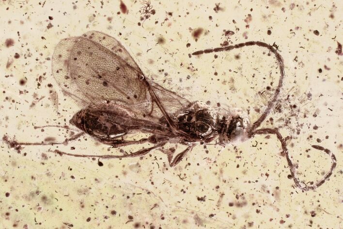 Detailed Fossil Parasitoid Wasp (Diapriidae) In Baltic Amber #335703